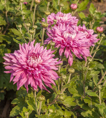 Blooming  Chrysanthemum garden "Kyiv beautygirl"