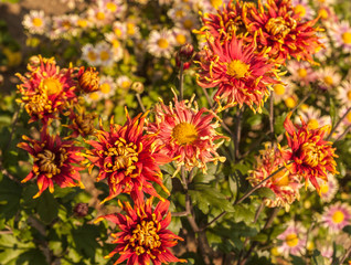 Chrysanthemum garden 