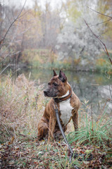 Photograph of the Staffordshire Terrier on the lake in autumn