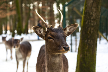 Naklejka na ściany i meble Close-up of a deer in winter