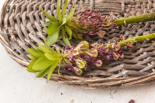 Faded eucomis bicolor with fruits on the table