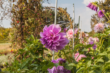 Obraz premium Pink flower dahlias