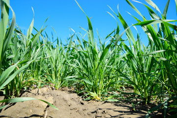 Young sprouts of wheat against the blue sky