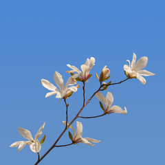 Blossom Magnolia stellata  or star magnolia