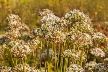 Blooming Allium ramosum, called Fragrant-flowered Garlic in garden