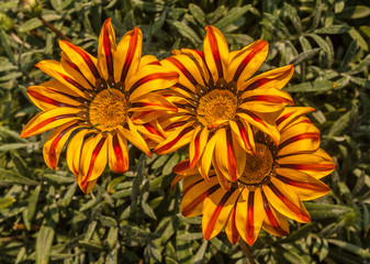 Blooming Gazania rigens or Gazania  splendens in gardens