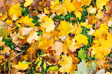 orange and yellow maple leaves lie on the grass