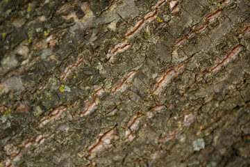 Textured old tree bark.Beautiful nature background.Eco style.