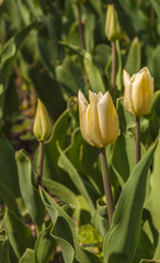 Simple early white tulips on a sunny day