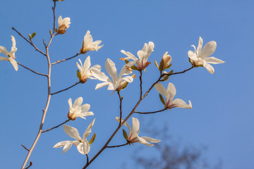 Blossom Magnolia stellata  or star magnolia