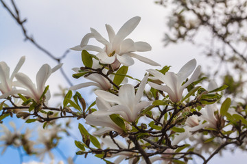 Blossom Magnolia stellata  or star magnolia