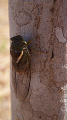 Cigarra