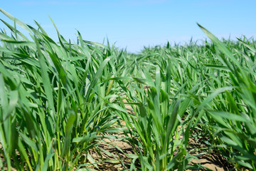 Young sprouts of wheat against the blue sky