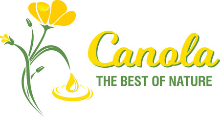 Rape flowers, canola oil. Brassica napus. Vetor Illustration.