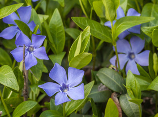Flowering periwinkle in spring