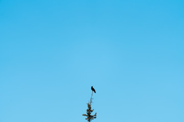 Raven sitting on the top of the tree with blue background