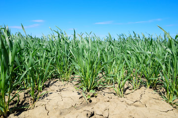 Young sprouts of wheat against the blue sky
