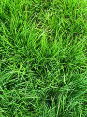 closeup of grass