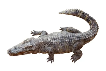 Foto op Plexiglas Wildlife krokodil geïsoleerd op een witte achtergrond met uitknippad © Roman Samokhin