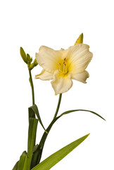 Hemerocallis (day-lily)  on a white background isolation