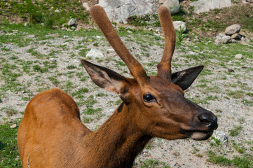 Deer in nature reserve in Canada