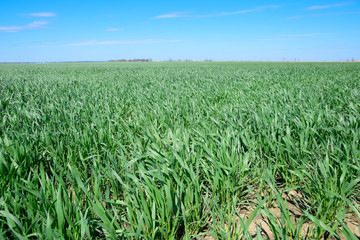 Young sprouts of wheat against the blue sky