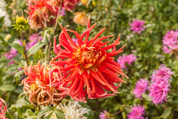 Garden with blooming dahlias.