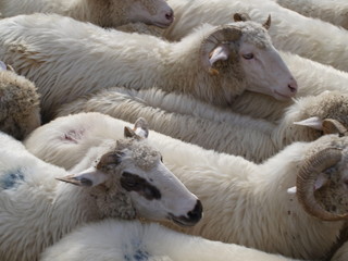 stado owiec i baranów