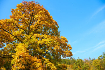Fototapeta premium Marianske Lazne/Czech Republic - October 14 2019: Autumn images from spa area of Marianske Lazne (Marienbad Kurort)