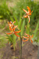 Obraz premium Martagon or turk's cap lily, lilium martagon 'Orange Marmalade'