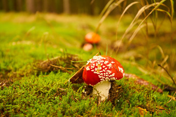  Toadstool, close up of a poisonous mushroom in the forest - An autumn Mushroom season and picking. Fly-agaric (Amanita) macro                    