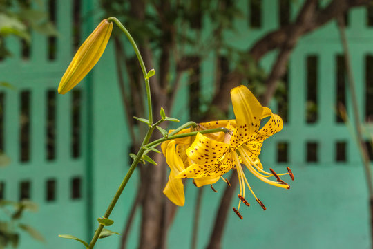 Asian yellow lilies "Citronella"  in the garden