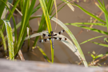 Dragonfly with beautiful dark and white wings
