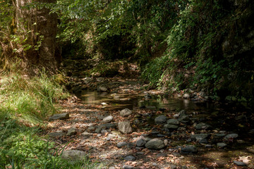 Small mountain river in the forest on a sunny day (Greece, Pieria, Mount Olympus).