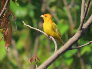 Obraz premium bird on a branch