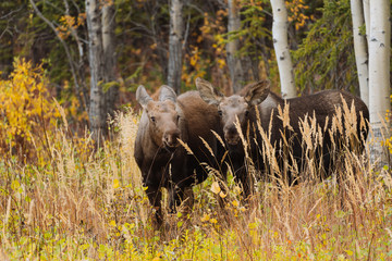 Mother moose with calves in high grass in Alaska