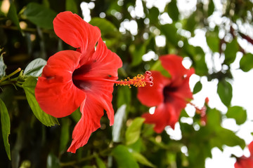 roter Hibiskus © Fabian