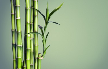 Fototapeta na wymiar Many bamboo stalks on blurred background