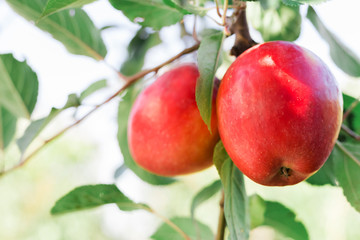 Beautiful tasty red apple on branch of apple tree in orchard, harvesting. Autumn harvest in the garden outside. Village, rustic style.