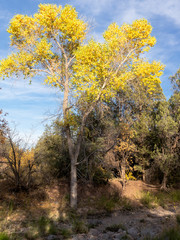 Humphrey Wash Cottonwood