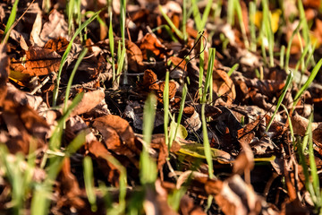 Der Frühling ist da