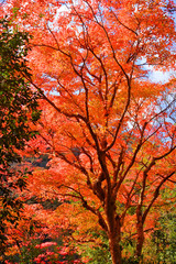 Fototapeta na wymiar 嵐山の紅葉
