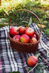 Healthy Organic red ripe Apples in the Basket. Autumn at the rural garden. Fresh apples in nature. Village, rustic style picnic. composition in the apple garden for natural apple juice.
