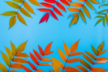 Colorful autumn leaves on blue background