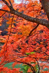 嵐山の紅葉