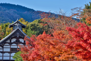 天龍寺の紅葉
