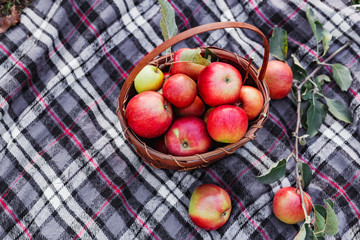Healthy Organic red ripe Apples in the Basket. Autumn at the rural garden. Fresh apples in nature. Village, rustic style picnic. composition in the apple garden for natural apple juice.