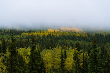 Forest and trees in dramatic fog during fall in Alaska