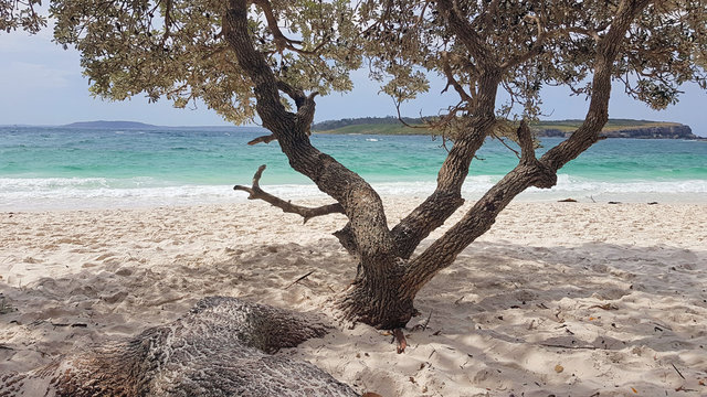 Tree Growing on Murrays Beach Jervis Bay Australia