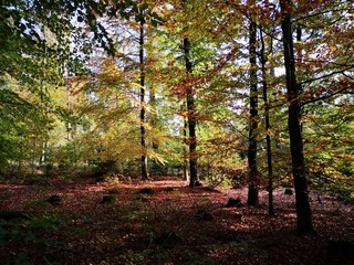Fototapeta premium forest in autumn